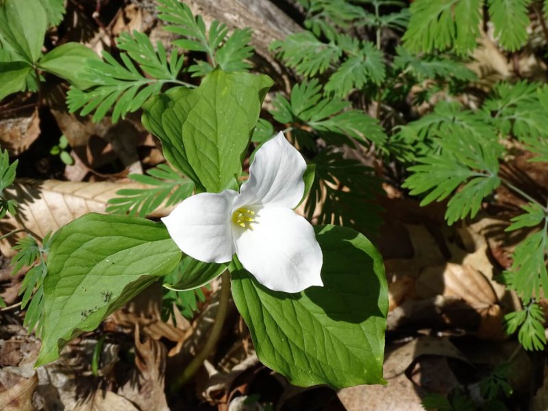 Trillium flower